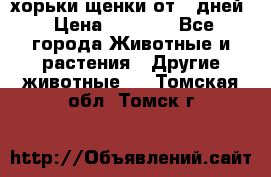 хорьки щенки от 35дней › Цена ­ 4 000 - Все города Животные и растения » Другие животные   . Томская обл.,Томск г.